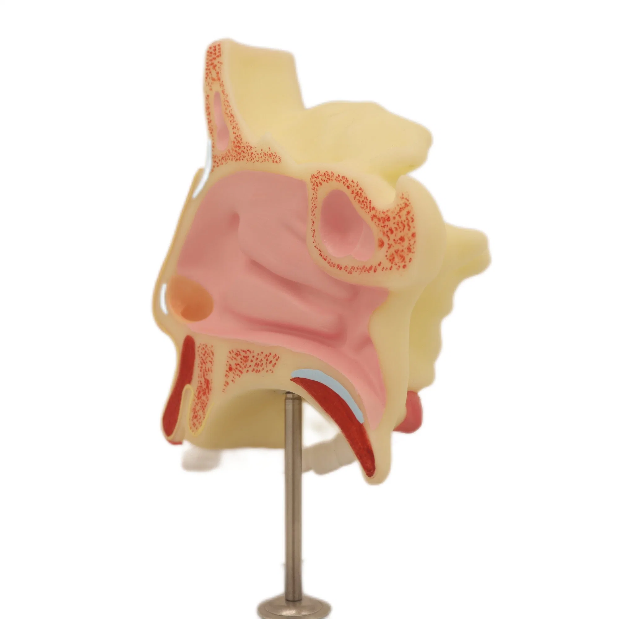 Medical Teaching Models Bone Color Human Teaching Skeleton Model of Expansion Dissection Model of The Nasal Cavity