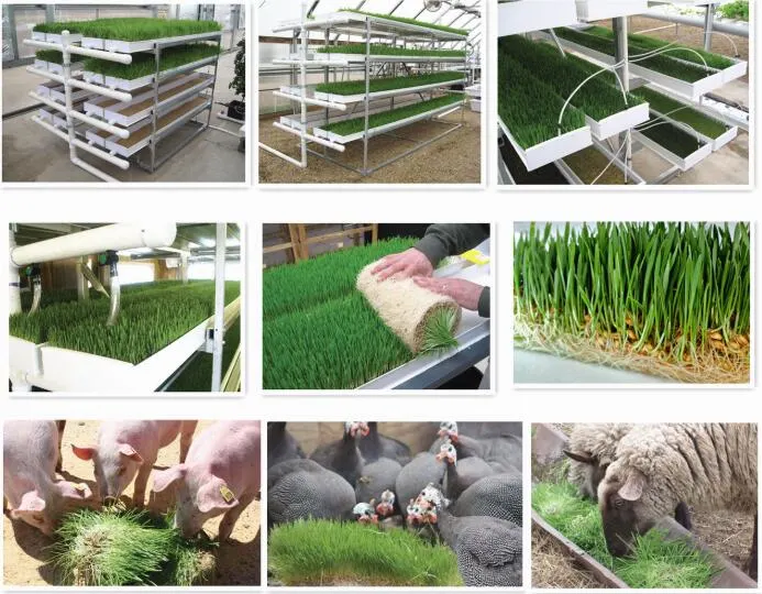 Vertical Hydroponics Barley Grass Growing Fodder Tray for Livestocks