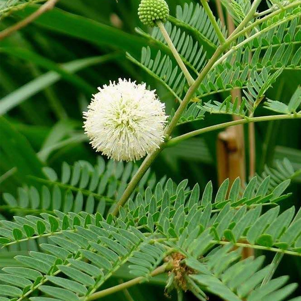 Touchhealthy Supply Leucaena Leucocephala Seeds/Leucaena Seeds/Leucaena Glauca Seeds