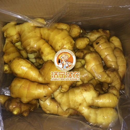 Suppliers Supply Hot Selling Fresh Ginger