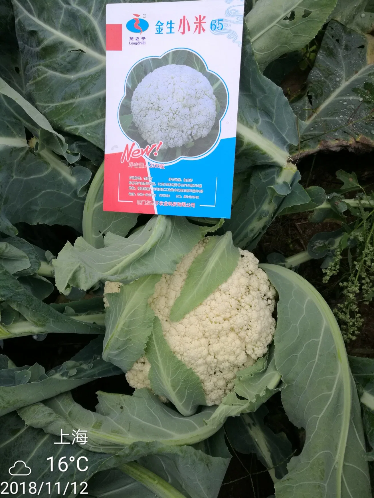 Resistencia a la enfermedad buena adaptabilidad semillas de CaulifLower White Semillas de brócoli