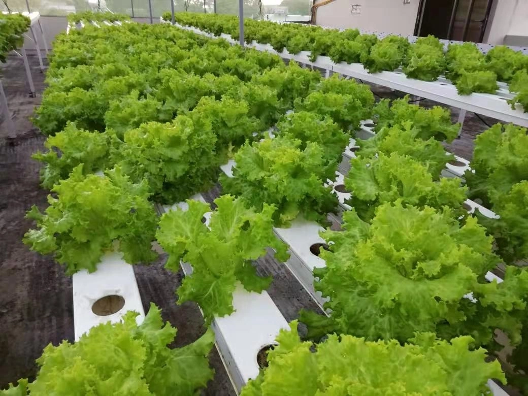 قناة Nft لهيدروبونيك Greenhouse للأغراض التجارية للزراعة الخس