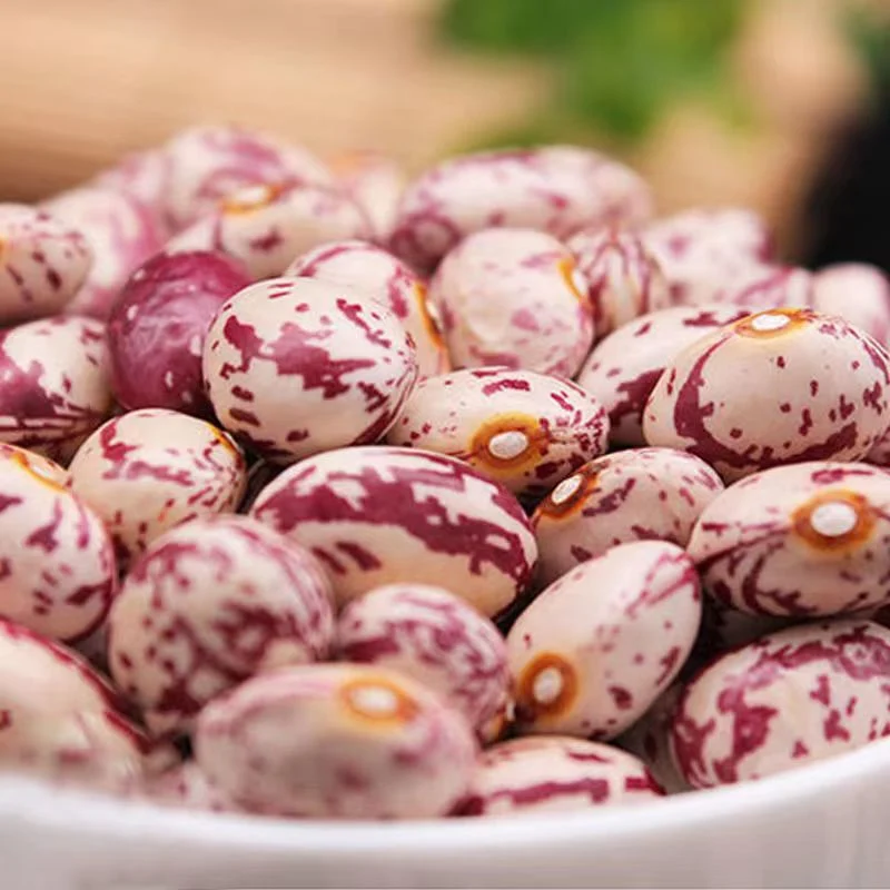 Xinjiang Origin Pinto Bean Light Speckled Kidney Bean Vitamin