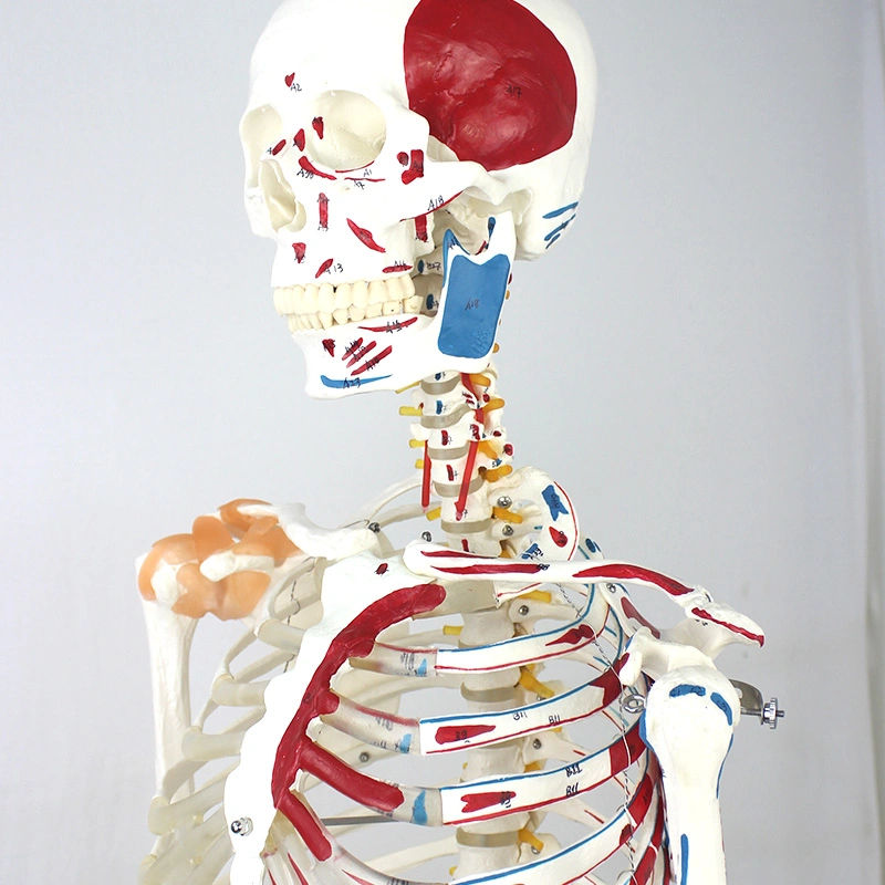 Biological Lab Teaching Models Nature Size 170cm Human Skeleton Models with Ligament of PVC