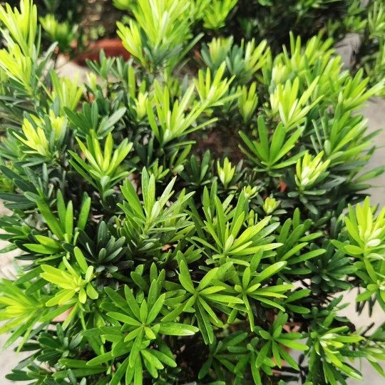 Natural Real High quality/High cost performance  Small Podocarpus Macrophyllus Bonsai of Black