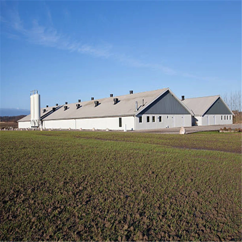 El bastidor de acero prefabricados de estructura de la construcción de pollos de granja de aves de corral Gallinero prefabricados con el conjunto completo Equipo para avicultura Equipo para la fábrica de pollo