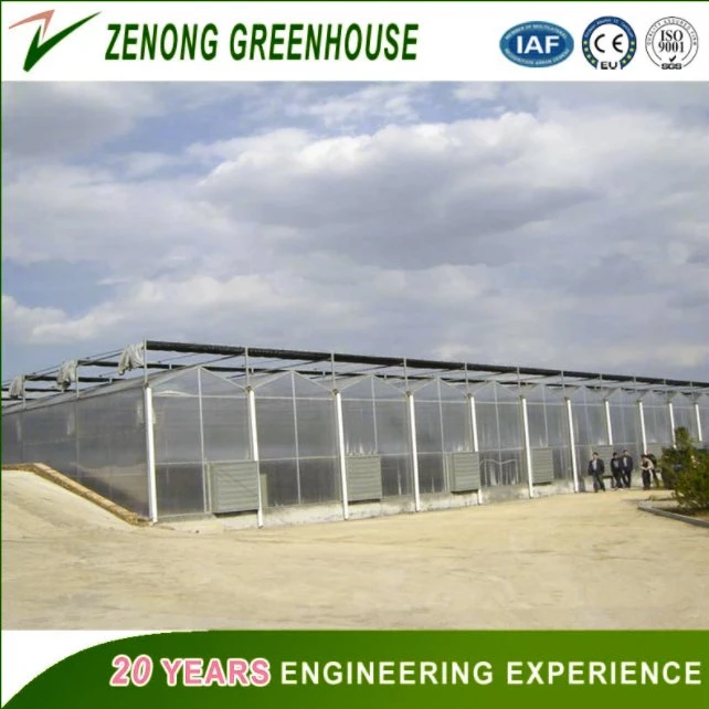 Multi Span PC/Film Greenhouse for Vegetables Growing in Clean and Healthy Environment/Fruit Hydroponic