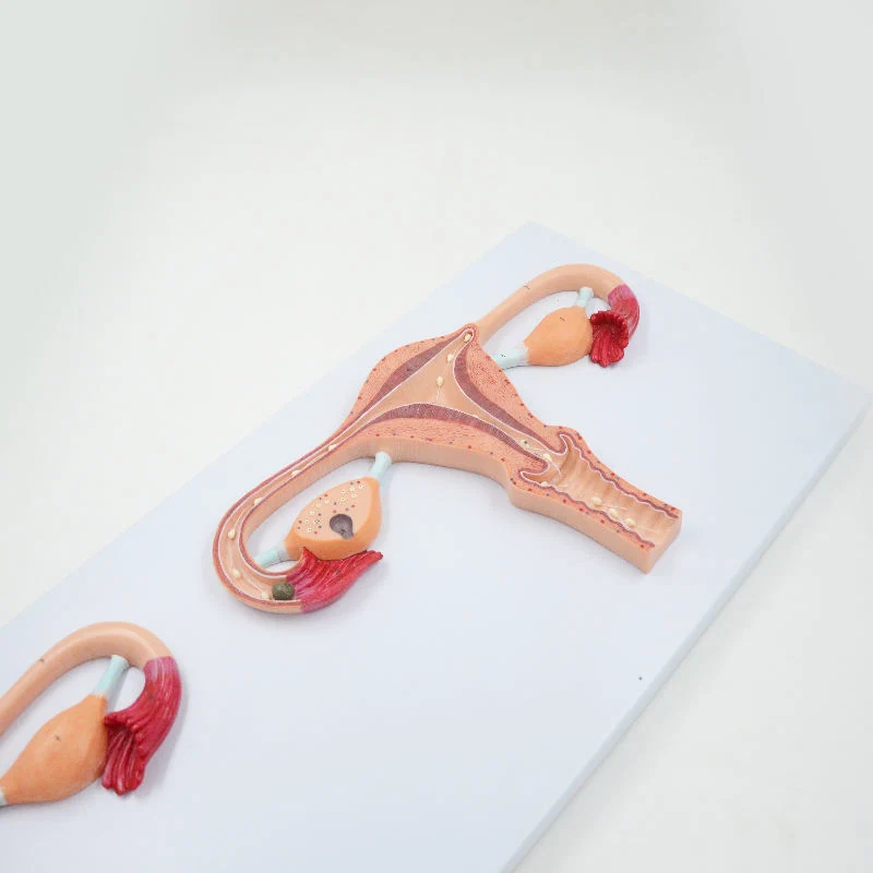 Classroom Display Biology Lab Displaying Teaching Tools Fertilization Model of PVC