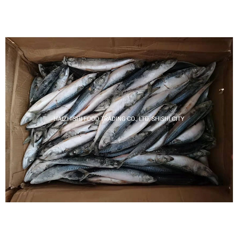 New Arrival Fish High quality/High cost performance  Frozen Pacific Mackerel 100-200g