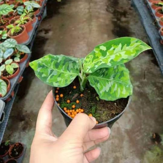 Aglaonema verde Camuflaje Bonsai Seedling Planta Real Venta caliente