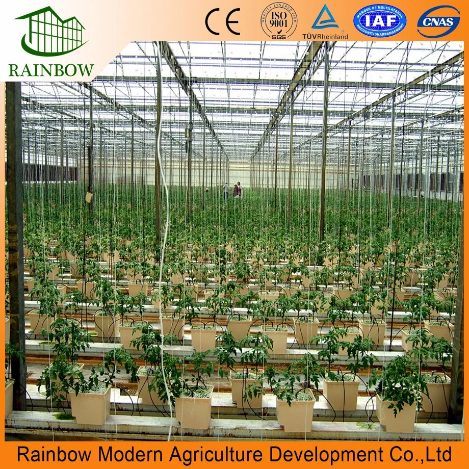 Venlo Aluminum Alloy Structure PC Board Greenhouse