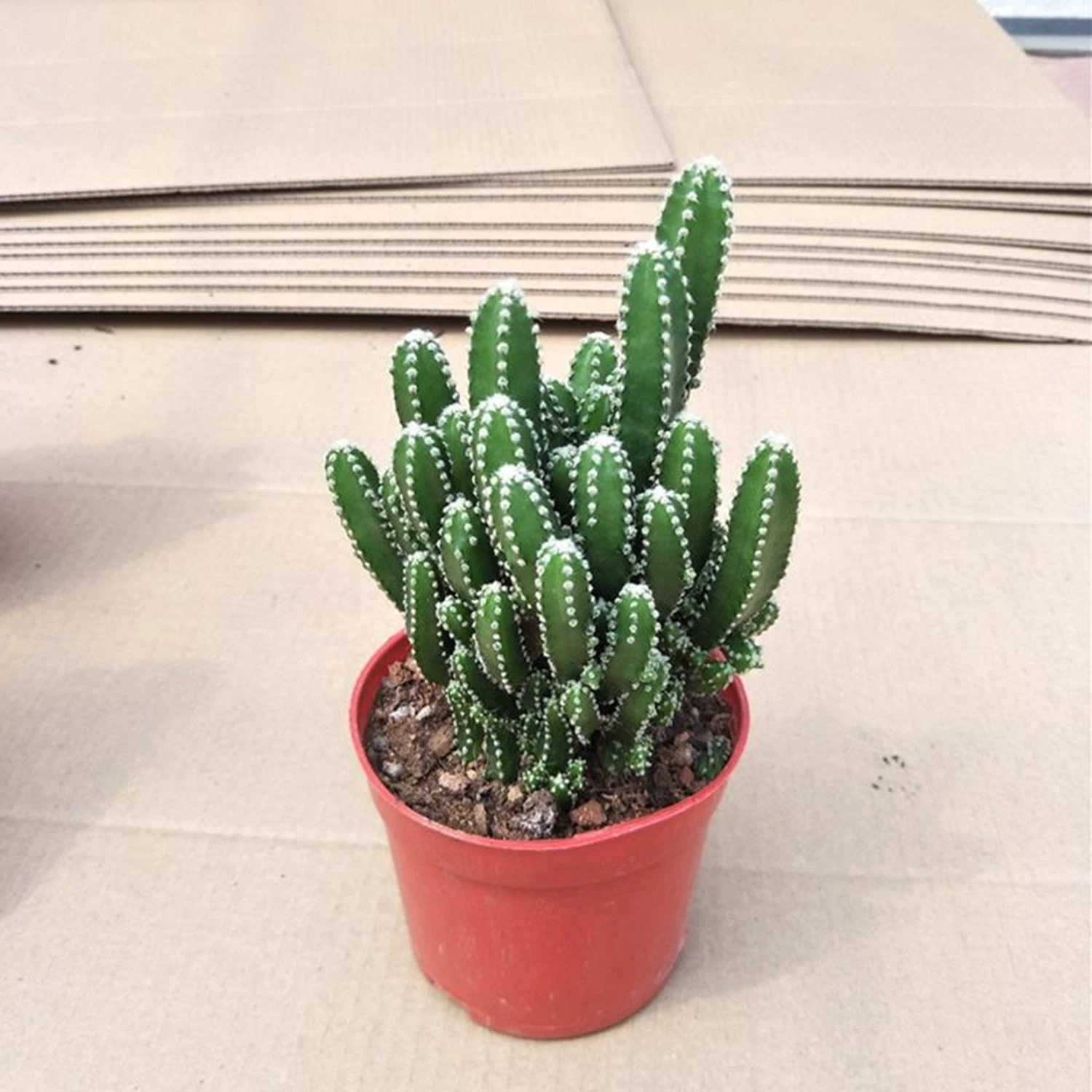 Cereus &prime; Fairy Castle&prime; Cactus Indoor &Outdoor Decoration Wholesale/Supplier Hot Sale