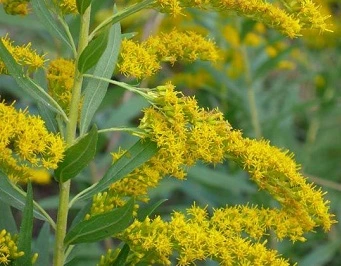 طبيعى عالى الجودة Solidago Virgaurea Extract Powder وGoldenrod Extract مع ISO22000، Halal