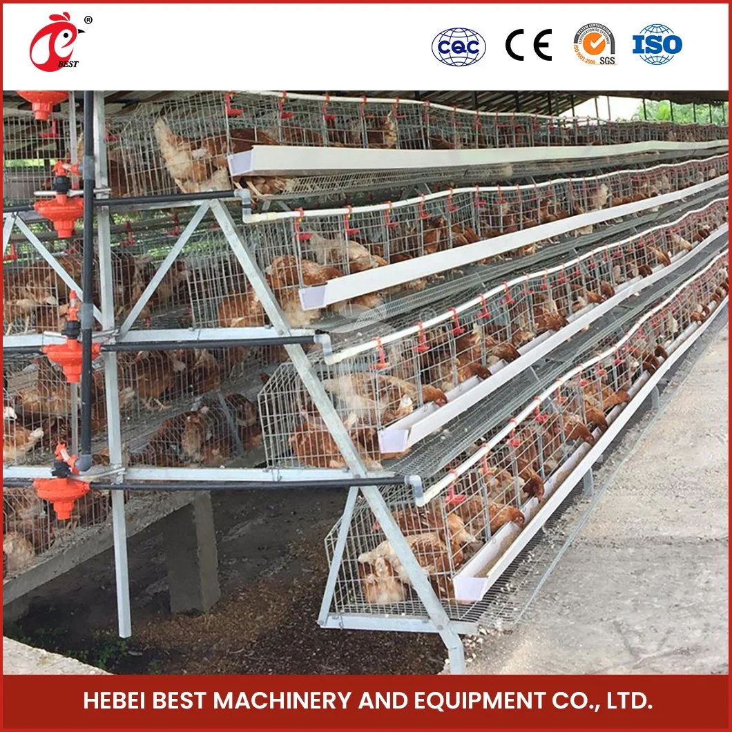 Bestchickencage a Type Layer Cage China Farmhouse Layer Chicken Coop Factory Free Sample Chicken Cages Egg Layer Plastic Configuration Chicken Coop Feeders