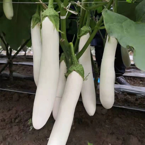 Touchhealthy Supply Eggplant Seeds/White Long Eggplant Seeds