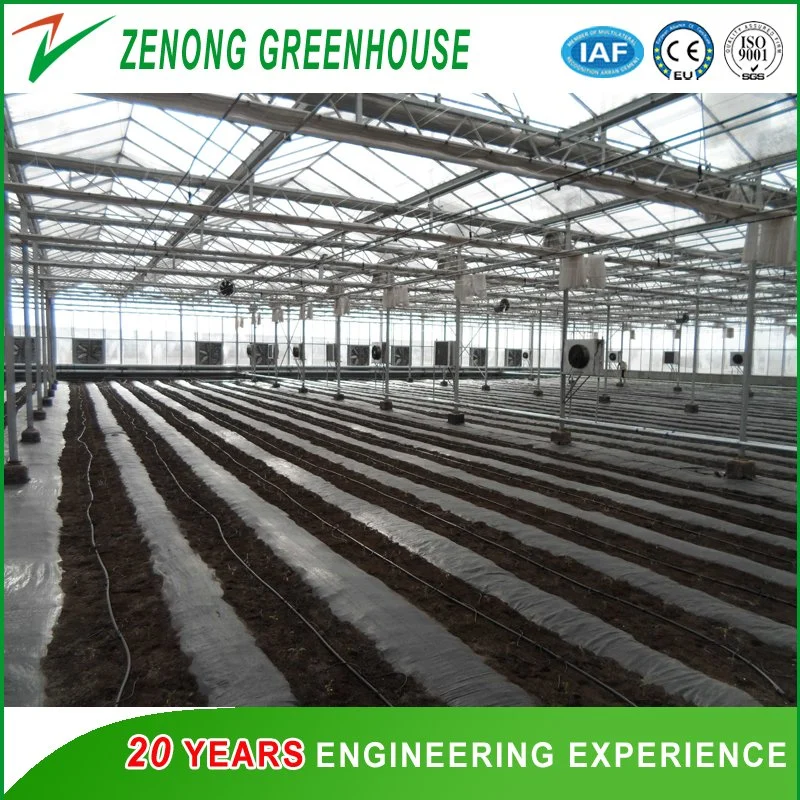 Galvanized Steel Frame Structured Building Material for Greenhouse