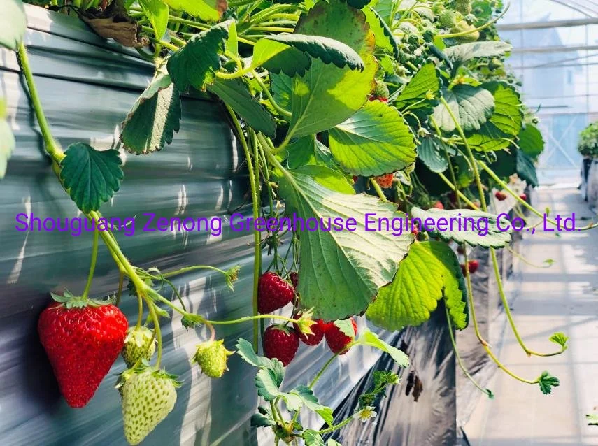 Elevated Strawberry Hydroponic Planting System