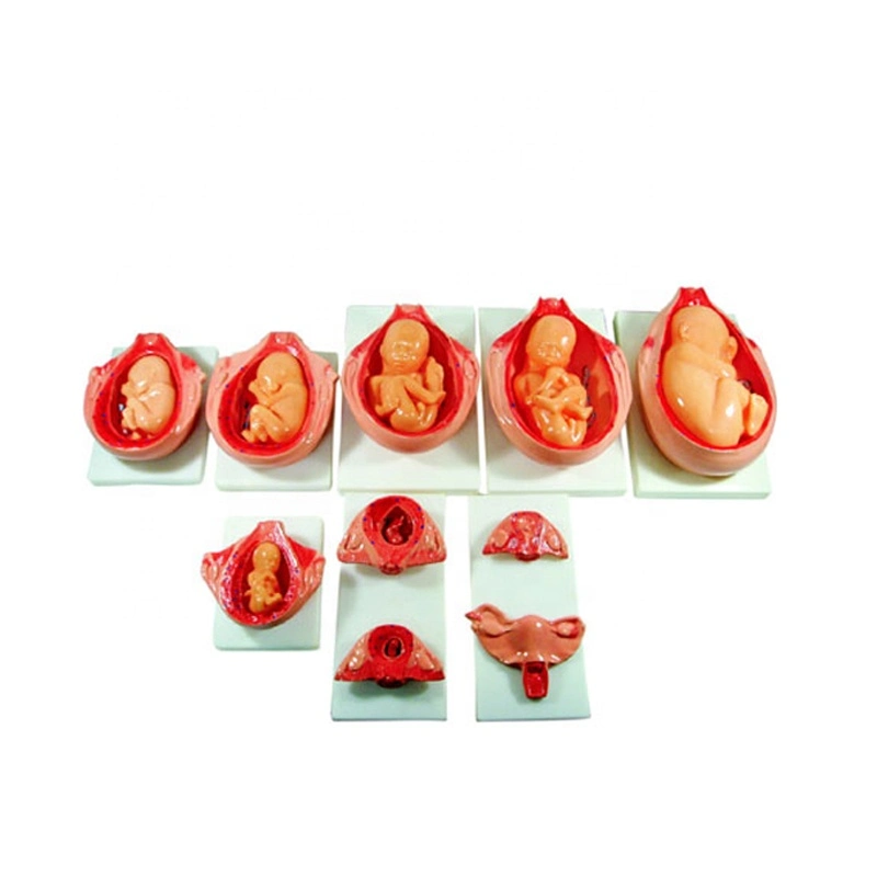 3D Human Uterus Baby Fetus Growth Development Model