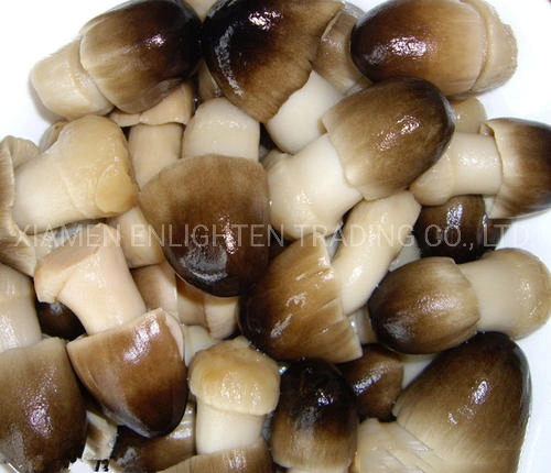 Canned Peeled Straw Mushroom Whole in Brine