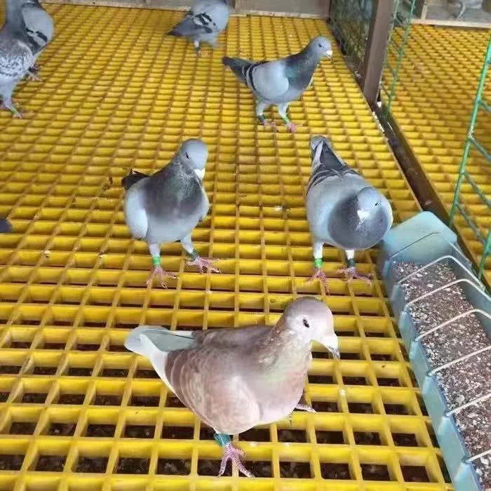 Paloma a la reja de metal de hoja de fibra de vidrio de piso, parrillas para Racing Pigeon Lofts