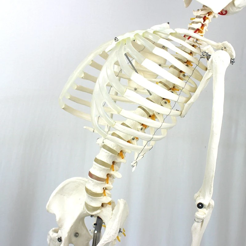 Buena calidad de 170cm Enseñanza Modelo anatómico humano de la Esqueleto