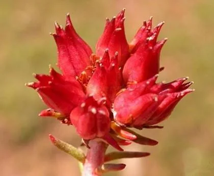 Atacado rhodiola rosea extracto pó 5% Salidroside pó rhodiola rosea Extrair raiz