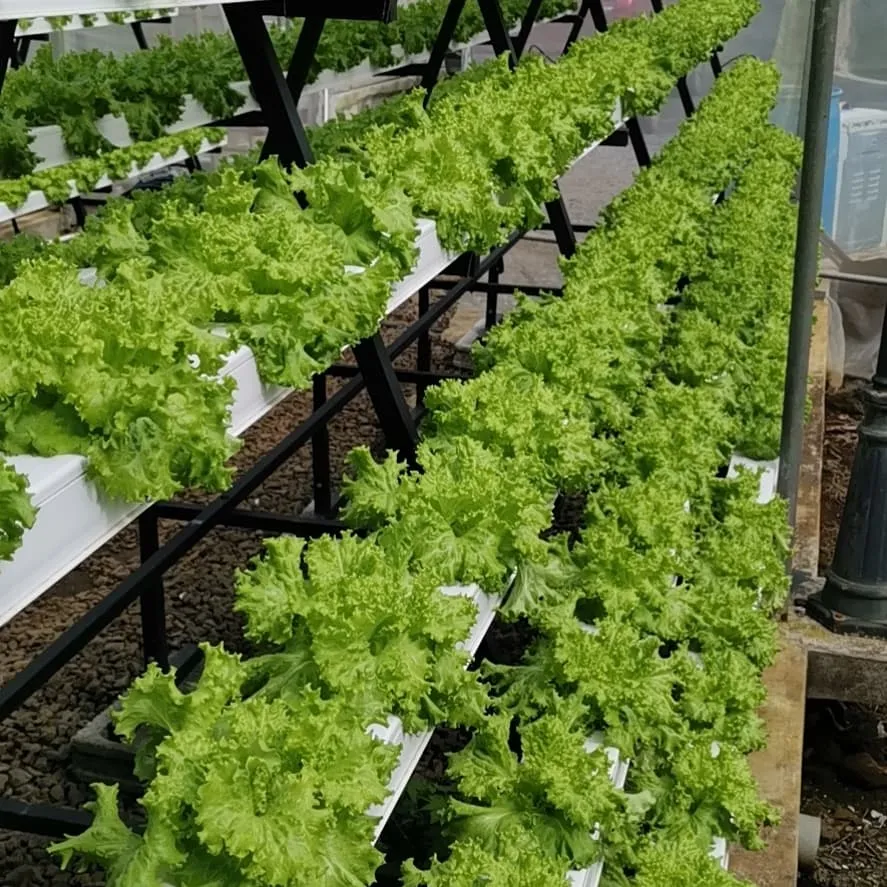 a Frame Nft Hydroponics Systems for Growing Lettuce Nft Display Frame Channels Hydroponic