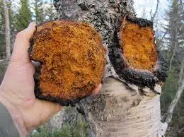 Natural Wild Chaga Extract Powder Chaga Mushroom Extract Anticancer
