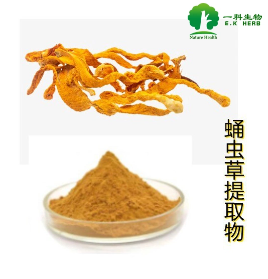 100% Natural Cordyceps Militaris extracto para la fibra dietética Suplementos nutricionales