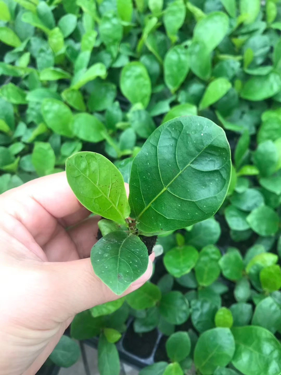 Ficus lyrata Mayorista de plantas de cultivo de tejidos de la bandeja de la plántula