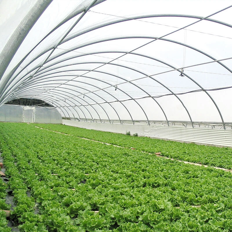 Single-Span Poly Tunnel Greenhouses with Galvanized Steel Structure