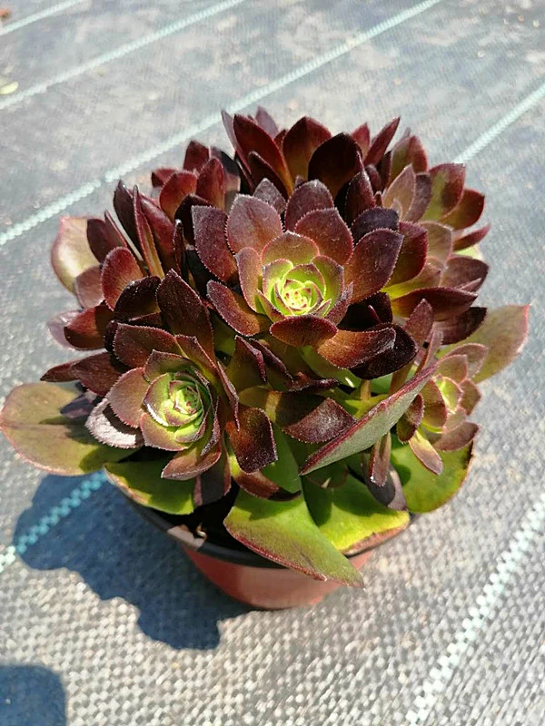 Sukkulente Pflanze Aeonium Halloween Live Pflanzen