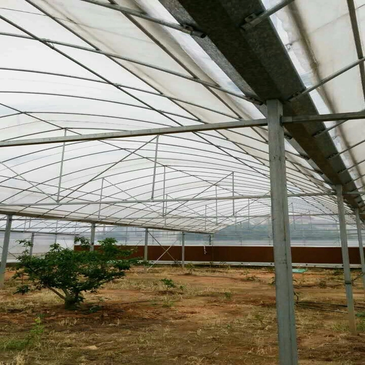 Agricultural Multi- Span Film PE Plastic Greenhouse Steel Structure for Tomatoes with Hydroponic System