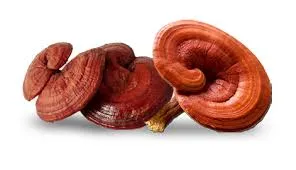 Boost Immunity Reishi Mushroom Extract Powder