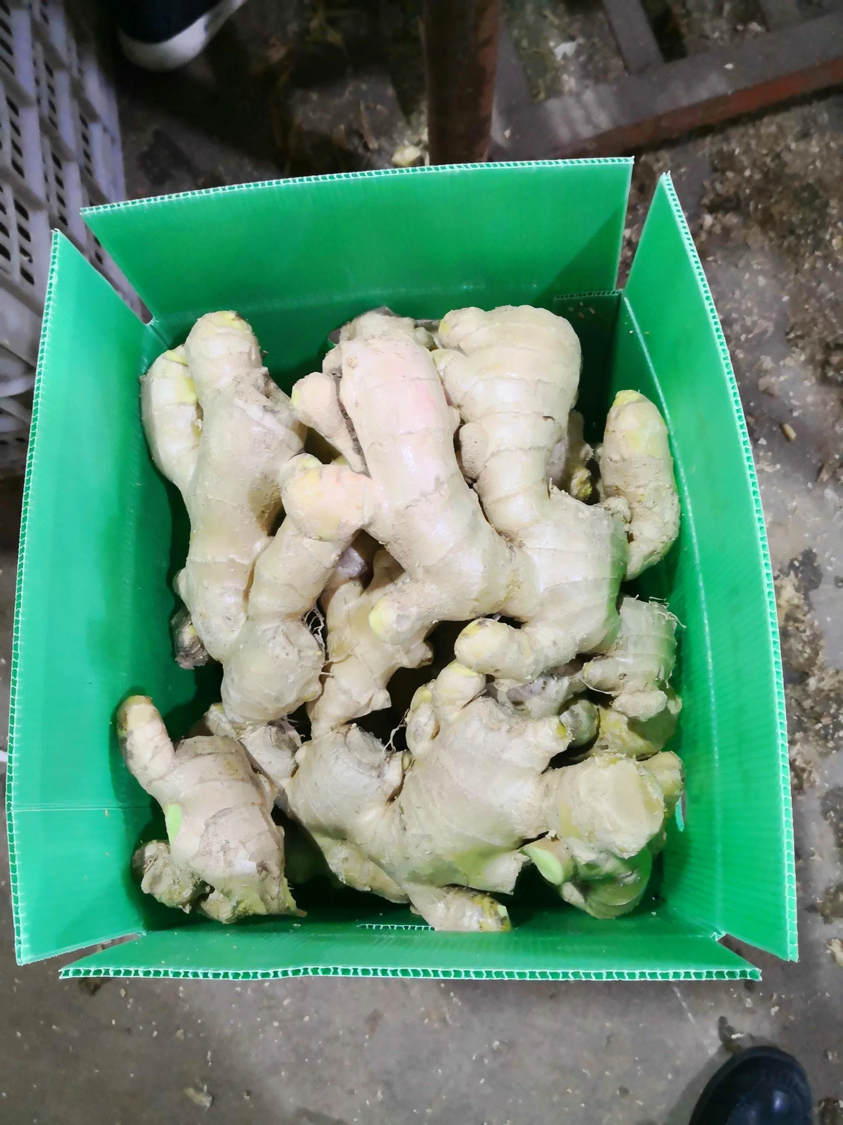 Air Dry Fresh Ginger in 5kg PVC Box