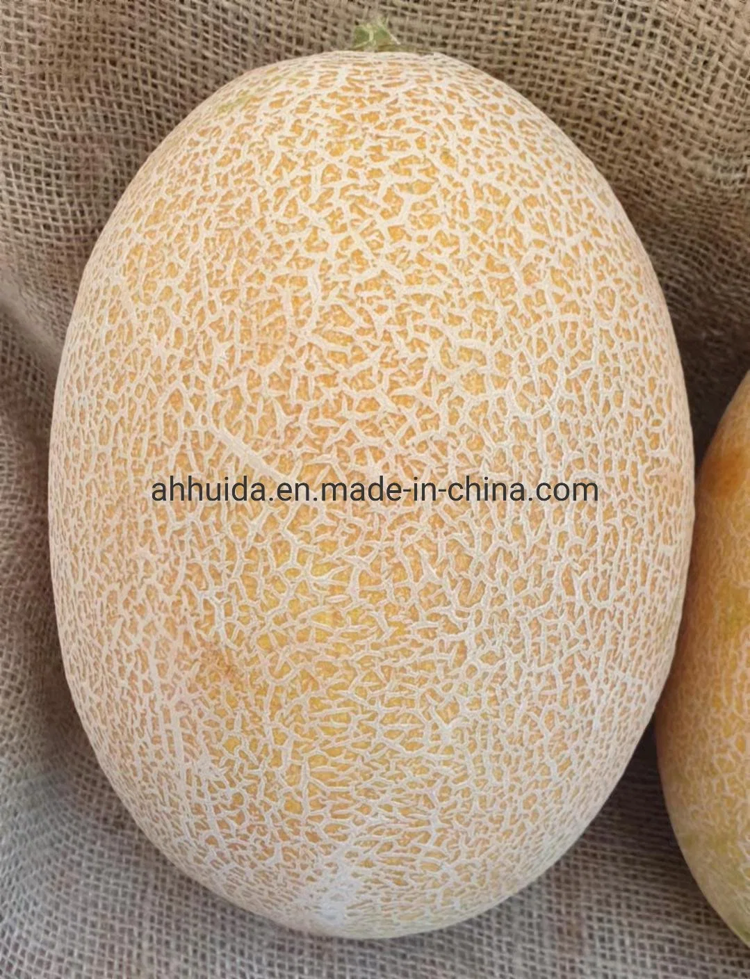 HD Cucumis Melo L Orange Musk Melon Seeds