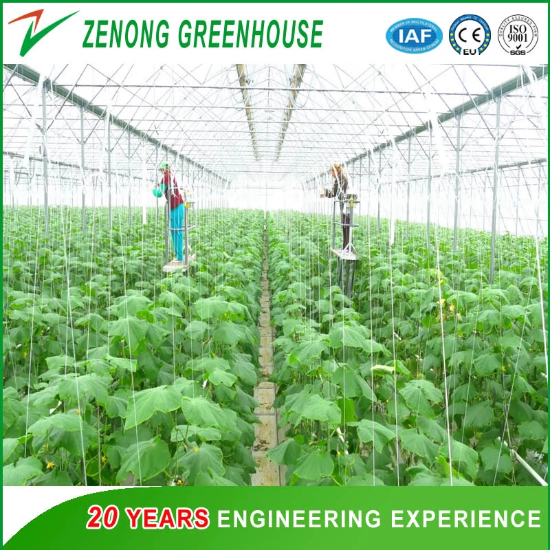 Tunnel Type High quality/High cost performance  Po/PE/EVA Film Green House for Garden/Flower/Vegetable/Fruit Planting