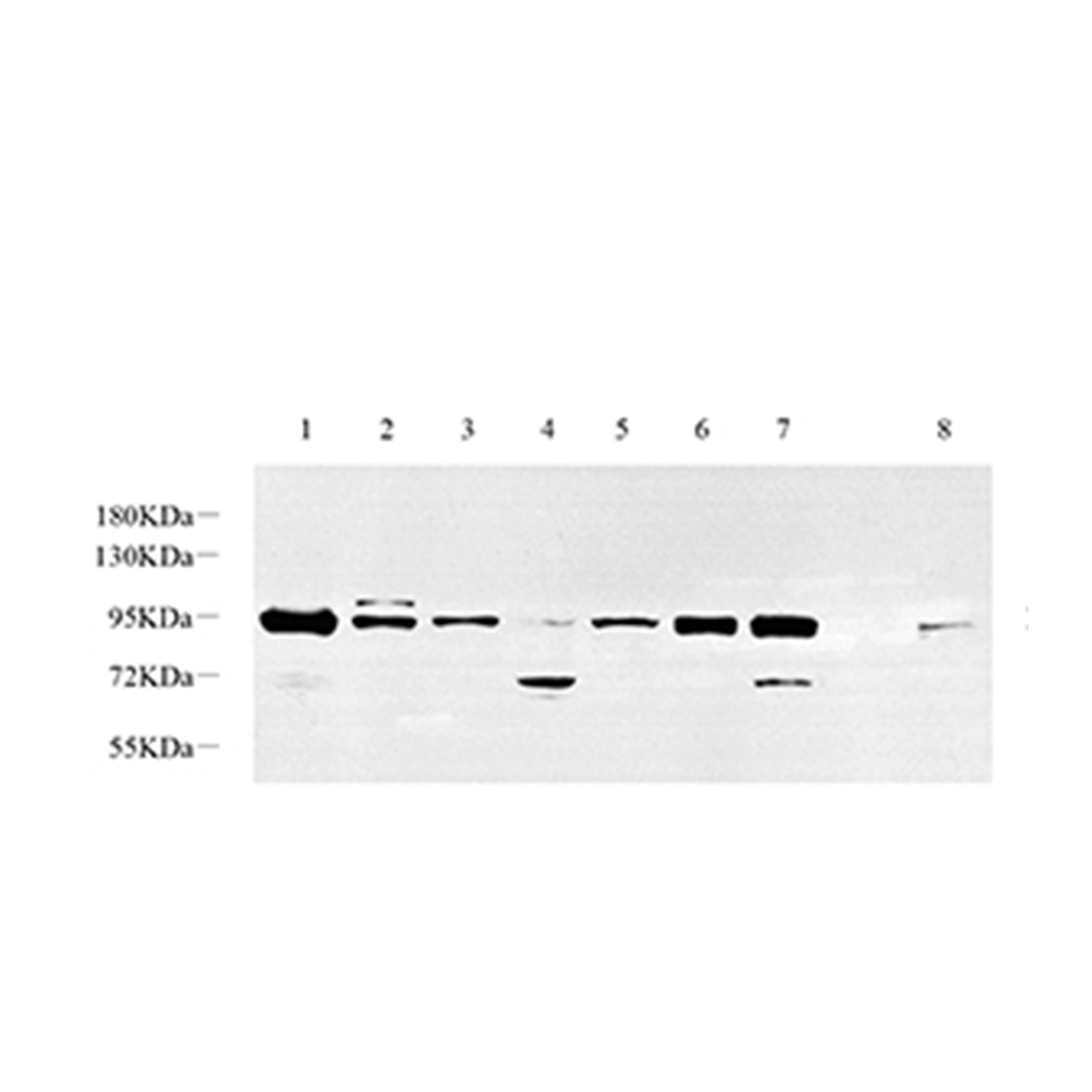 Anti -Foxo3a Rabbit Primary Antibodies