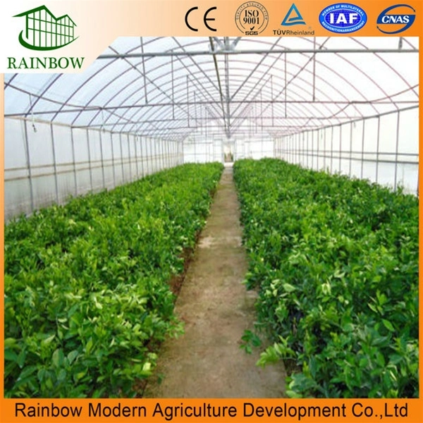 Agricultural Single Span Film Tomato Greenhouse