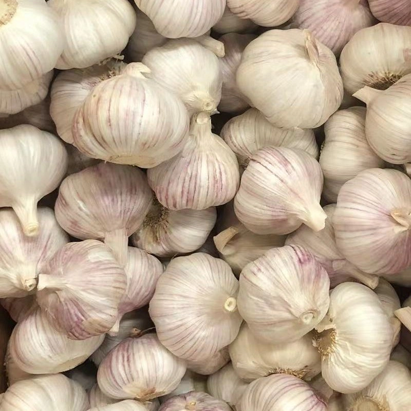 Wholesale/Supplier New Crop Pure/Normal White Fresh Peeled Garlic Low Price