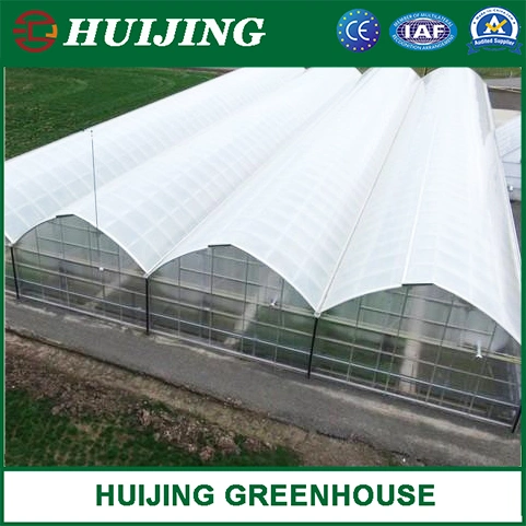 Gothic Butterfly Vent Film Covering Greenhouse with Insect Net