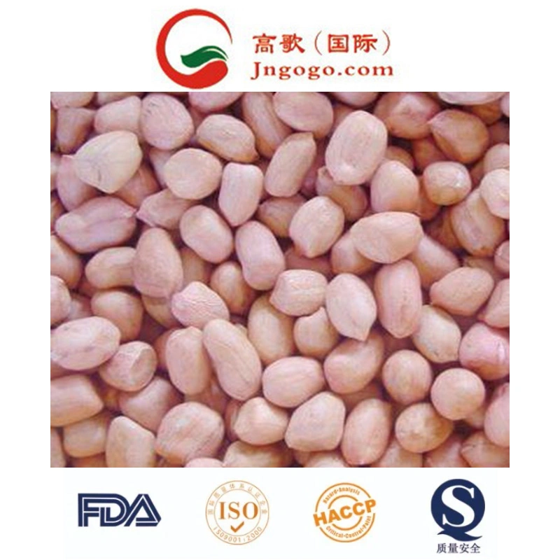 High quality/High cost performance Peanut Kernel with Skin (24/28, 28/32, 38/42)