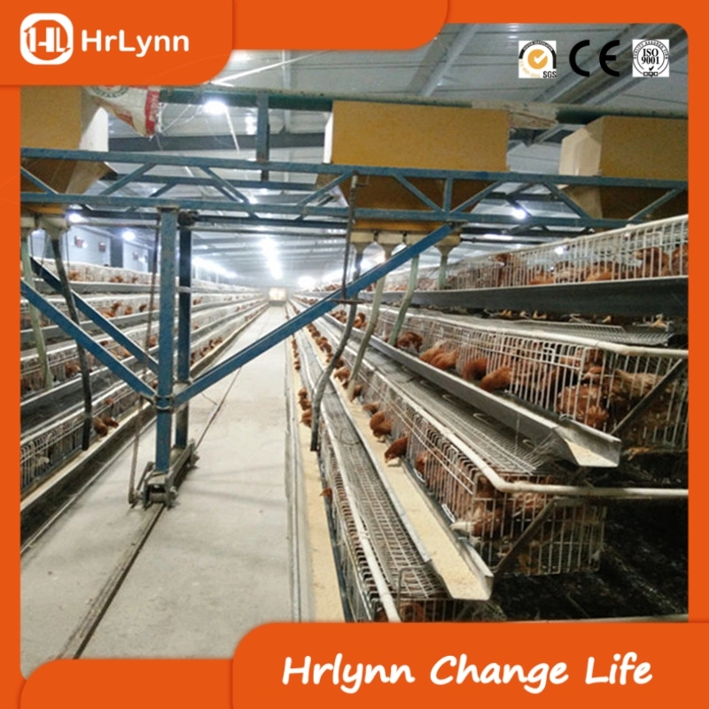 Large Farm Livestock and Poultry Breeding Equipment a Type Chicken Cage