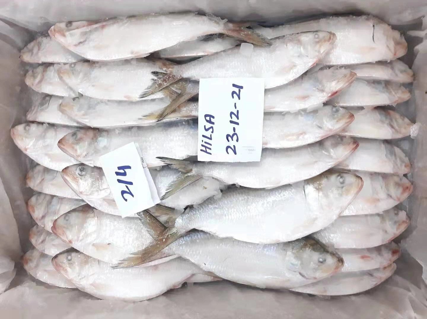 أفضل سعر فروزين للمأكولات البحرية عمان هيلسا فيش