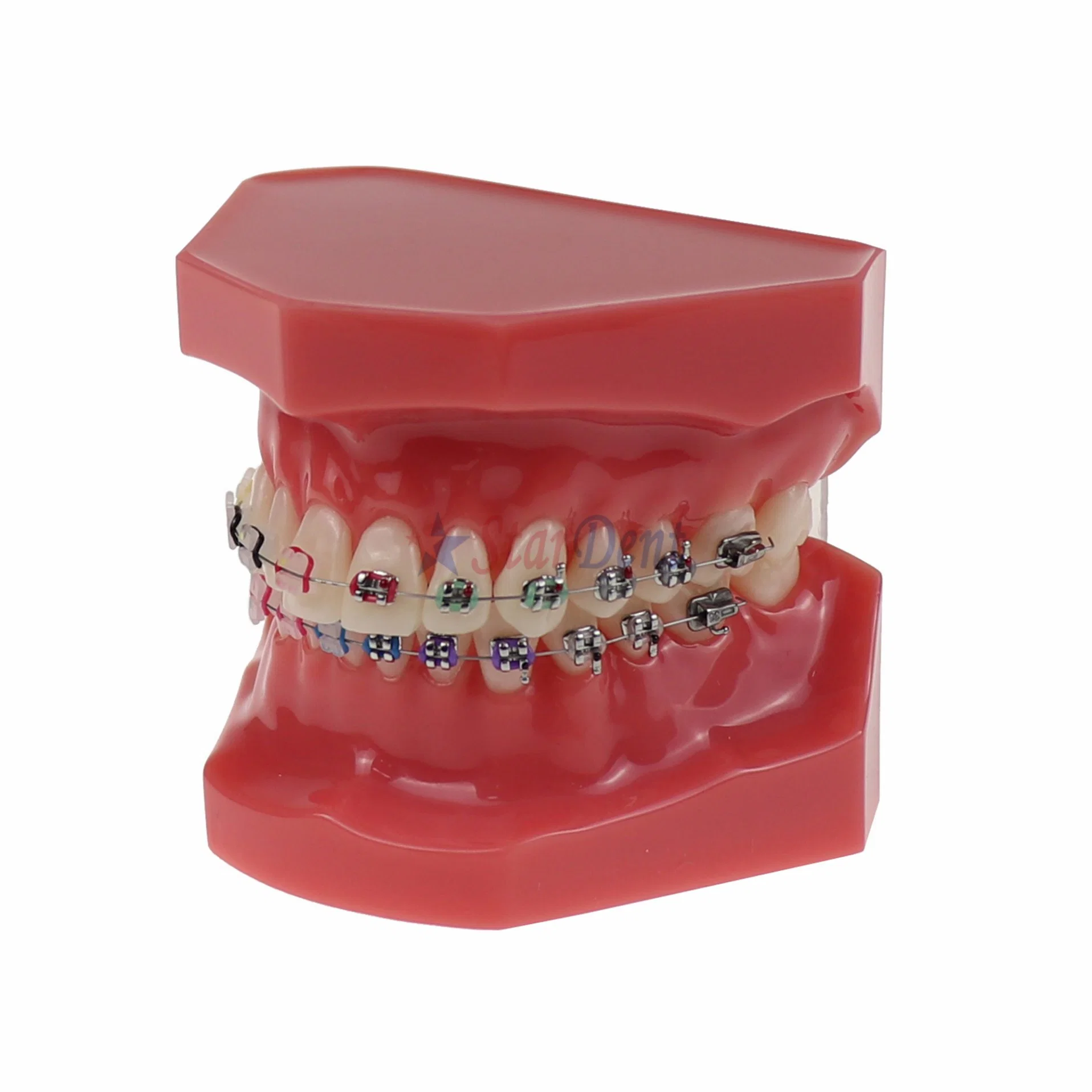 طراز ملائم لأسنان الأسنان مع أداة تثبيت وإربطة سلكية ملصقة على الأسنان طبيب الأسنان تدريب الفم أداة الأسنان نموذج