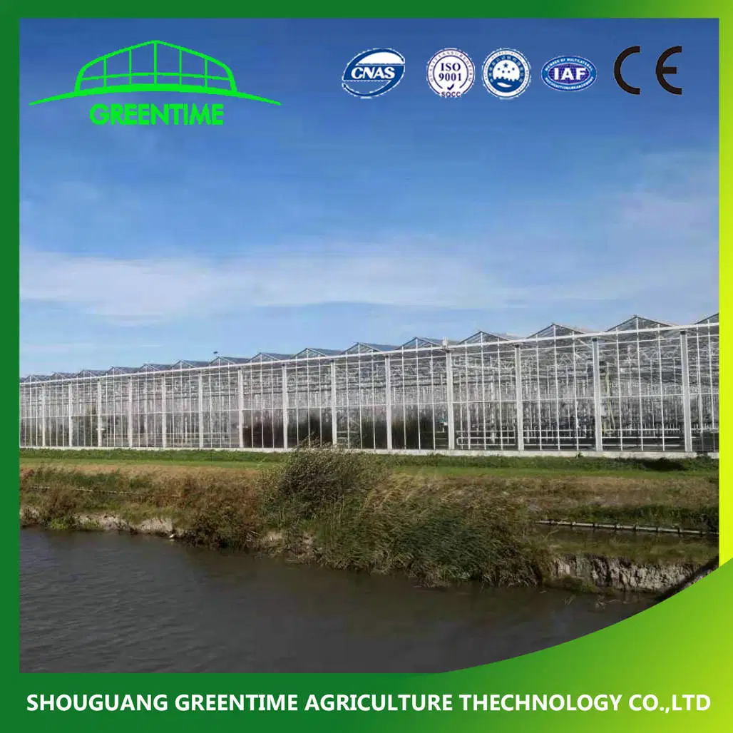 Cheap/Agriculture/Farm/Polycarbonate/Glass/Multi-Span Greenhouse with Irrigation Hydroponic System for Strawberry/Vegetables/Flowers/Tomato/Pepper