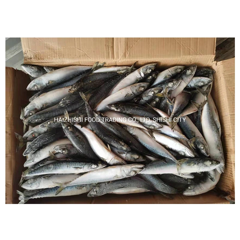 New Arrival Fish High quality/High cost performance  Frozen Pacific Mackerel 100-200g