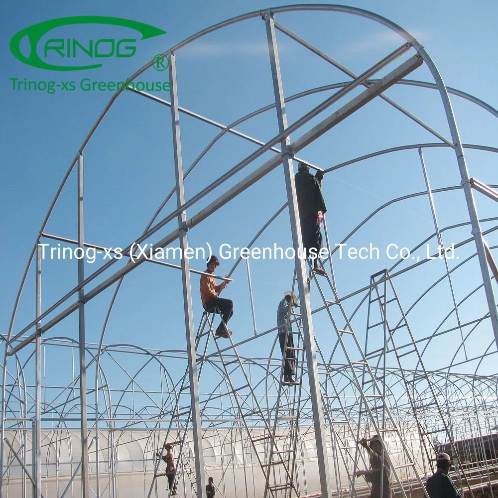 Galvanized Steel Structure tree nursery Tunnel Greenhouse for sale