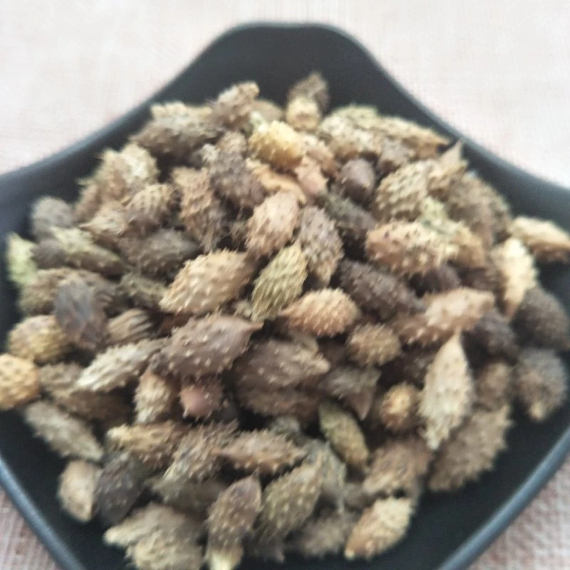 Cang Er Zi Factory Supplies Wholesale/Supplier Bulk Natural Herb Medicine Xanthium Sibiricum for Health