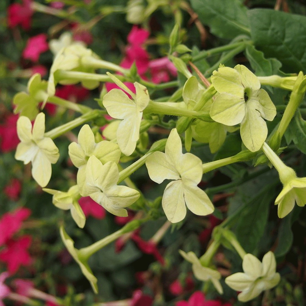 Nicotiana Alata Seeds/Nicotiana Sanderae Seeds for Growing